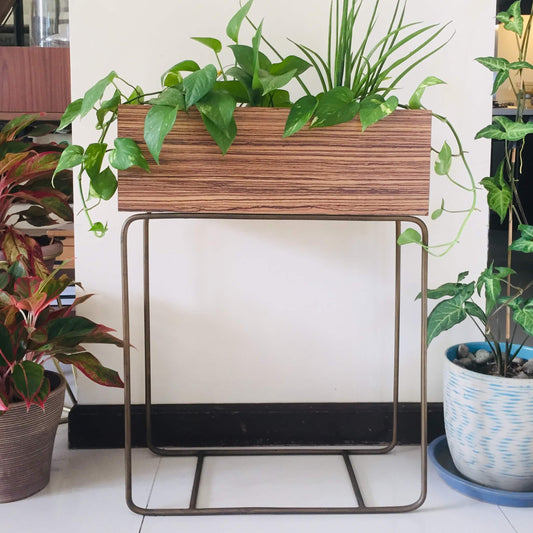 Nook Plant Box - Zebrawood